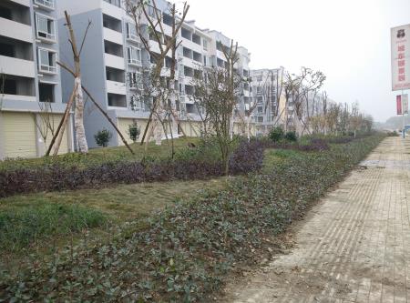 遂資眉高速路出口綠化工程(圖1) 遂資眉高速路出口綠化工程(圖1)